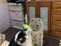 IMG_0199.MOV IMG_0199.MOV