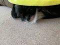 ヒヨコから小太郎 ヒヨコから小太郎